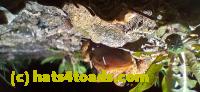 /home//u458753944/public_html/sourcegallery//Roxborough Toad Detour/2025/2025-04-19/20250419_210952.jpg
